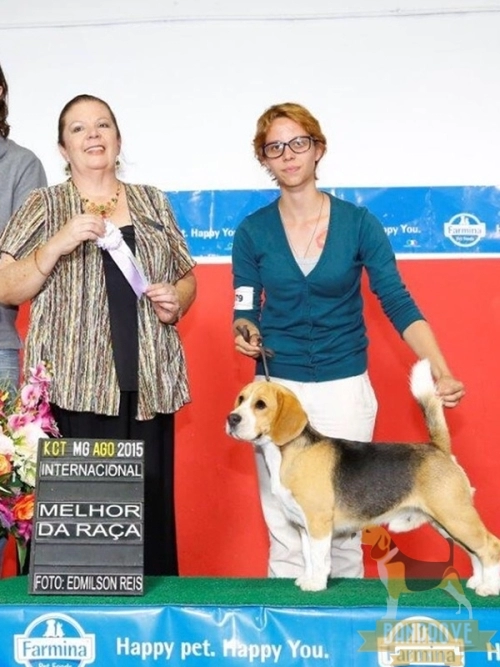 Alfred Peppy Banrrove - Uberlândia - MG | Canil Malube
