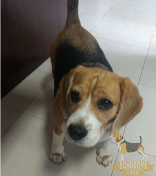 Bella Nina Banrrove - Uberaba - MG
