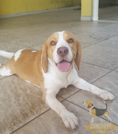 Vinny Bob Banrrove - Manaus - AM