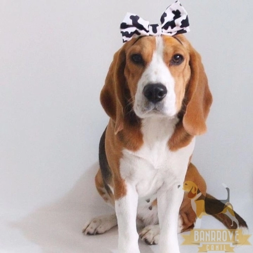 Darla Katharina Banrrove (Catarina Beagle) - Belo Horizonte - MG