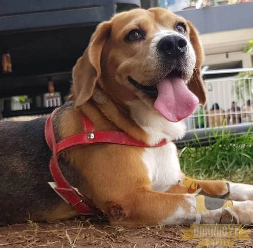 Bella Nina Banrrove - Uberaba - MG