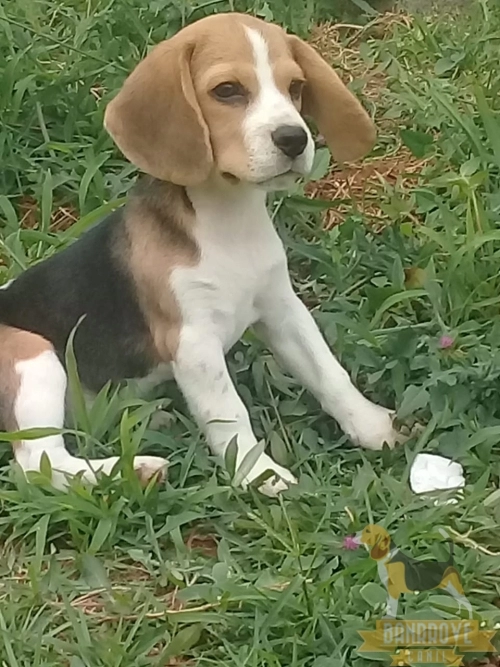 Wenddy Frida Banrrove - Goiânia - GO
