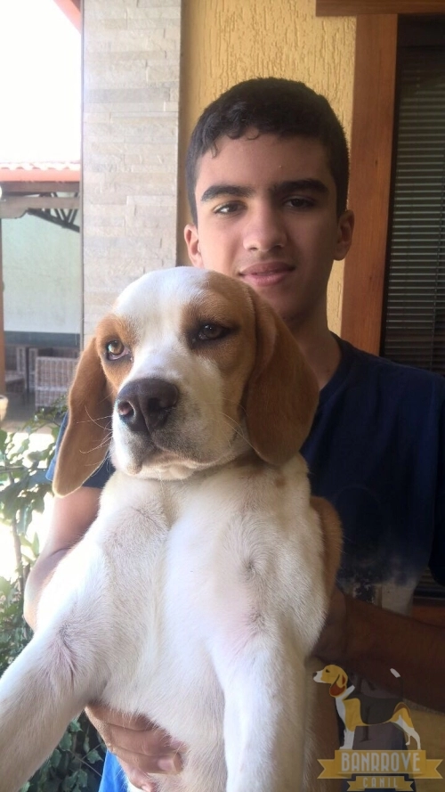 Harold Banrrove - Contagem - MG